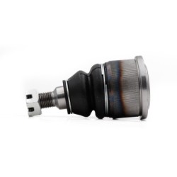 Rotula Delantero Inferior...